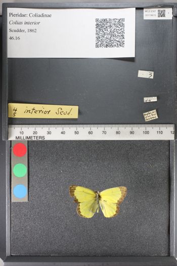 Media type: image;   Entomology 119615